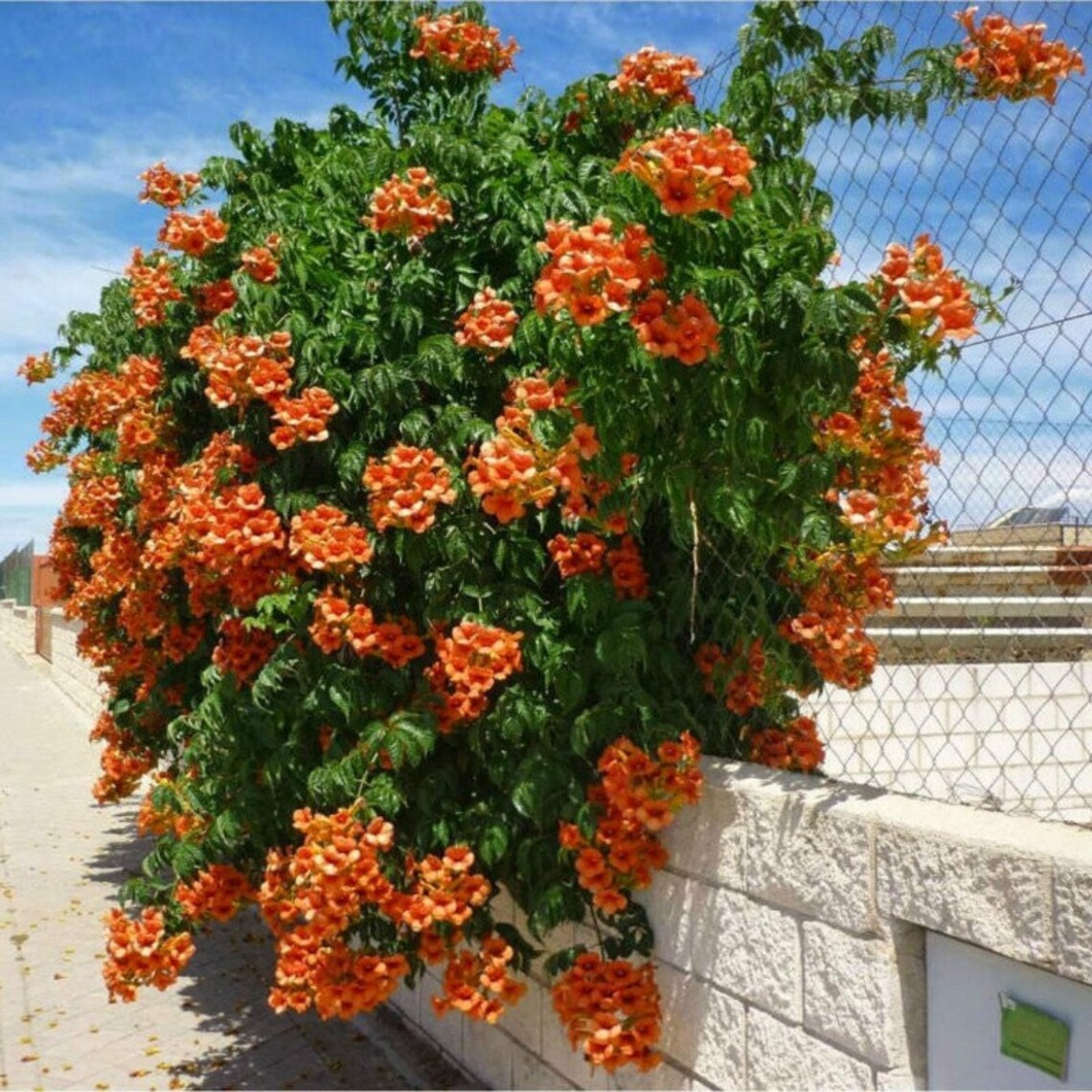 Trumpet Vine Orange Flowers Perennial Live Plant Summer Spring Etsy