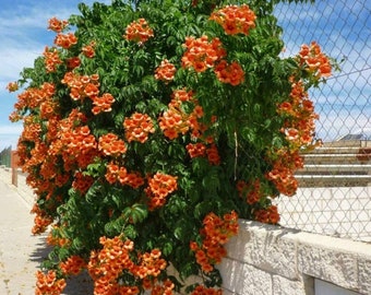 Trumpet Vine Orange Flowers Perennial Live Plant Summer Spring Campsis Radicans Flower Full Sun