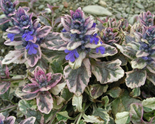 Ajuga BURGUNDY GLOW Ground Cover Bugleweed Live Plant Dark Color Blue Flowers Perennials zone 3-9 USA Seller