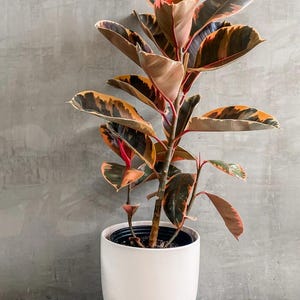 May include: A vibrant rubber plant with large, colorful leaves in shades of green, orange, and burgundy. The plant is potted in a white ceramic pot, which is set on a wooden stand. The background is a plain gray wall.