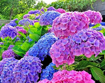 All Summer Beauty Hydrangea Plants Cuttings Fresh Cut Flower Stems Upon Order No Roots