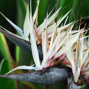 Ave del Paraíso Blanca (Planta de interior)