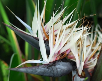 White Bird of Paradise Houseplants