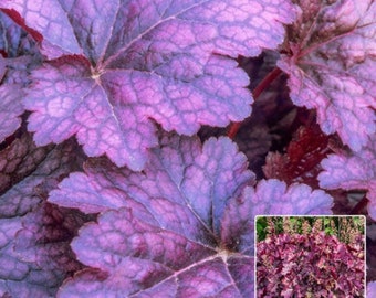 Timeless PALACE PURPLE Heuchera with Flowers Perennial Live Plant Summer Spring Flower FULL Sun Coral Bells