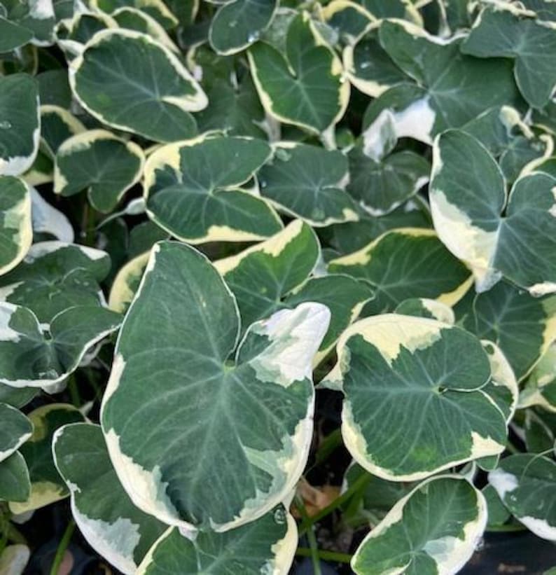 SerenityGrounds Alocasia Mickey Mouse - Thumbnail 3