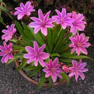Little Plum Lewisia Flowers Succulents Perennial