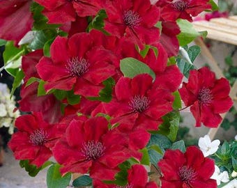 PRE-ORDER SALE - Red Nubia Clematis Flowers Vine Starter Plant (Live Plants)