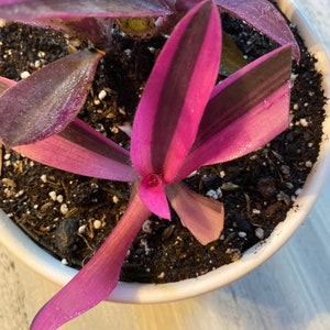 Pode incluir: Close-up de uma planta Tradescantia em um vaso branco. A planta apresenta folhas roxas e verdes vibrantes com listras escuras. As folhas est&atilde;o molhadas e o solo &eacute; escuro com pequenas part&iacute;culas brancas.