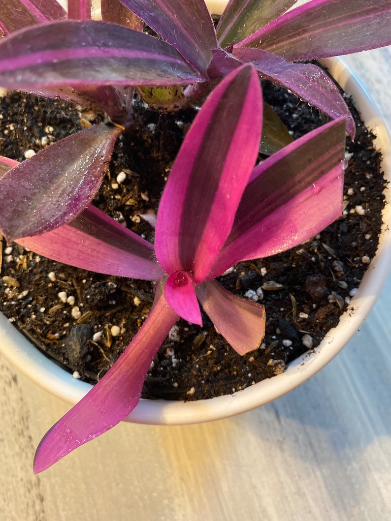 Pode incluir: Close-up de uma planta Tradescantia em um vaso branco. A planta apresenta folhas roxas e verdes vibrantes com listras escuras. As folhas est&atilde;o molhadas e o solo &eacute; escuro com pequenas part&iacute;culas brancas.