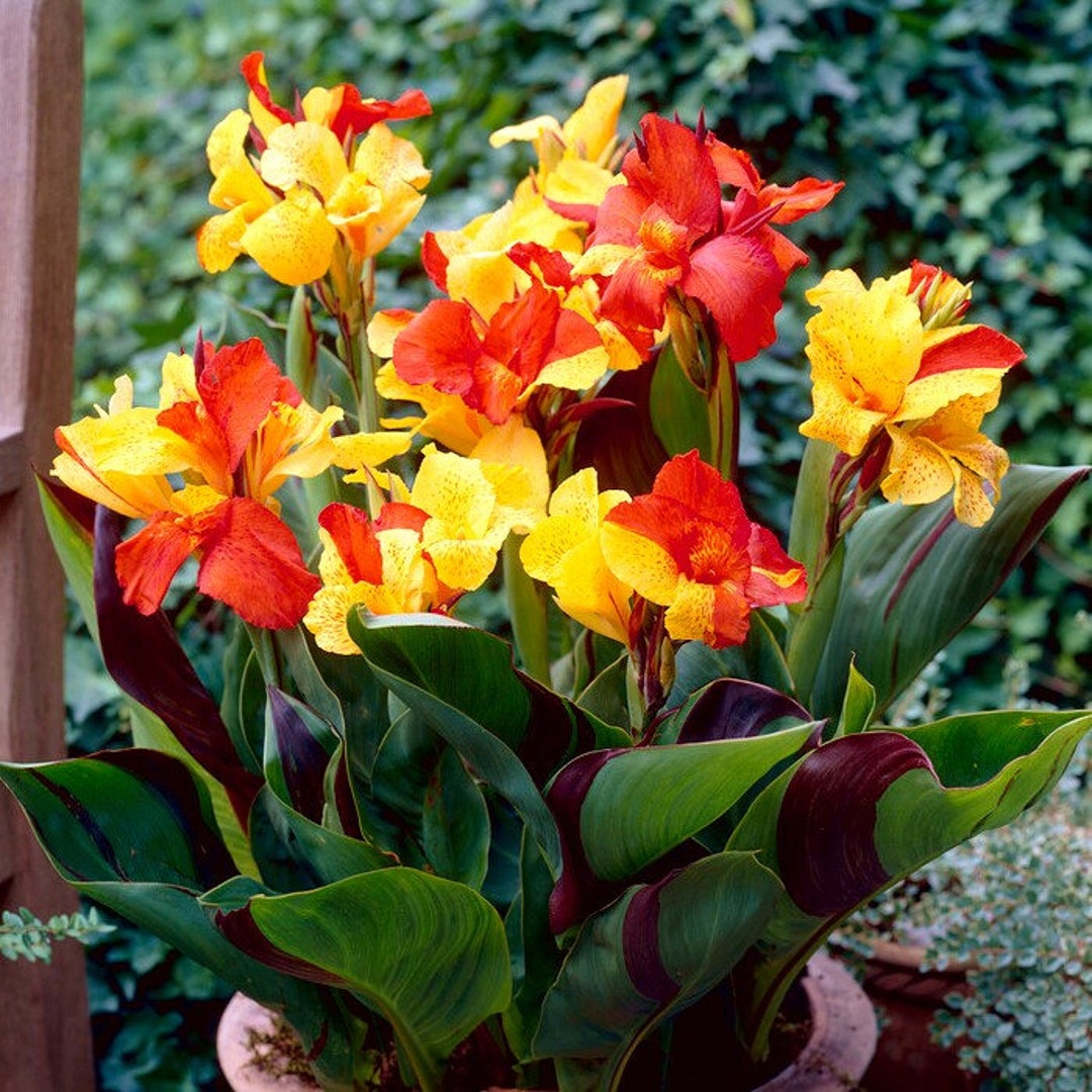 Lily Canna Cleopatra Variegated Leaf Bi Color Red and Yellow Flower Tropical Looking Plant for