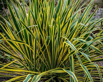 Yucca COLOR GUARD Variegated Leaf Color Guard Perennial Ornamental 1 ...