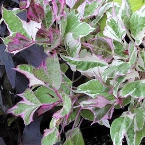 May include: A close-up of a variegated sweet potato vine with green, white, and pink leaves.