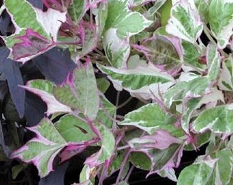 Pink Frost Tricolor Sweet Potato Vine (Live Plants)
