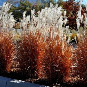 May include: A row of ornamental grasses with reddish-brown lower portions and feathery, white plumes at the top. The plants are in full bloom, creating a textured and colorful display. The background includes trees and a blue sky.