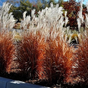 Flame Grass White Plumes Miscanthus purpuscans Red Orange Fall Color Perennial Ornamental 1 Live Plant Clumping Fast Growing Plants