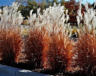 SUPER SALE - 3 PACK Autumn Flame Grass White Plumes Miscanthus purpuscans Red Orange Fall Color Perennial Ornamental 1 Live Plant Clumping