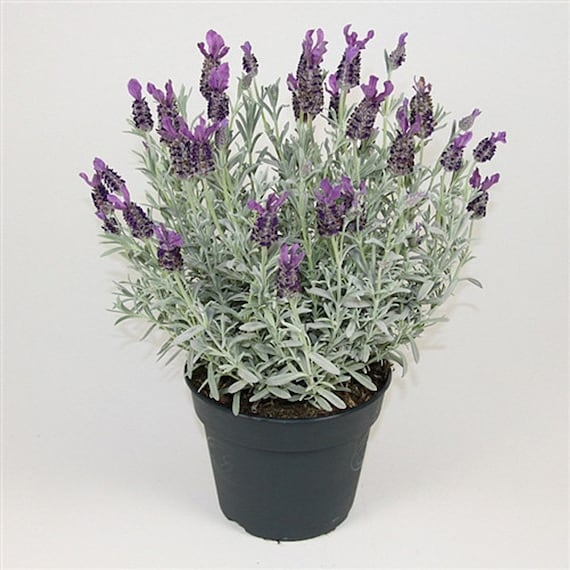 PRE-ORDER SALE - Silver Anouk Lavender - Etsy Denmark