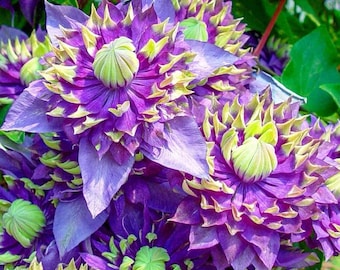 Rare Clematis 【enku｜円空】 - 9P Liveplant| Popular