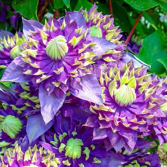 SPECIAL SALE - Taiga Clematis Flowers Vines Climbing Plants Starter Plant (Live Plants)