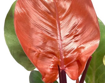 15711 philodendron cir delray beach fl 33484 Philodendron Florida Green
