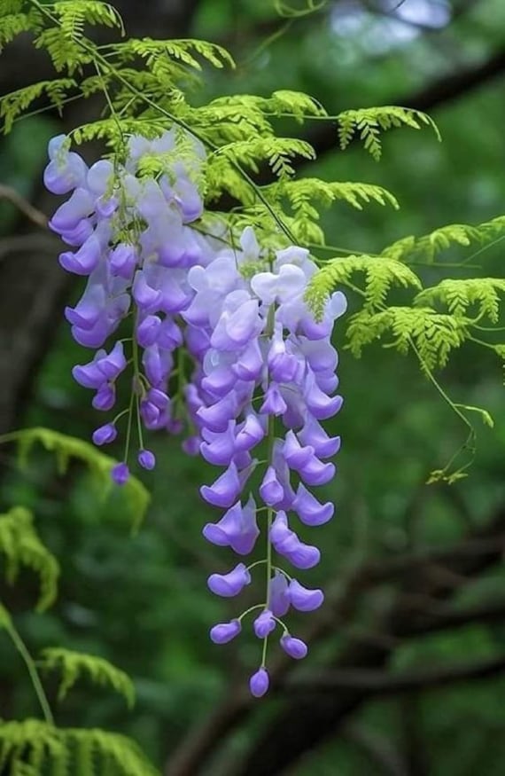PRE-ORDER SALE - 4-12" Wisteria Flowers Vine Starter Plant (live Plants)  Bonsai Tree for Pot - Etsy