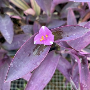 Purple Heart Tradescantia pallida House Plants Live Plant potted 2.5" x 4" inch pots Silver Inch Plant Wandering Jew