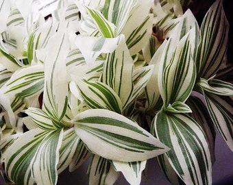Cuttings White Stripe Tradescantia albiflora variegata House Plants Live Plant