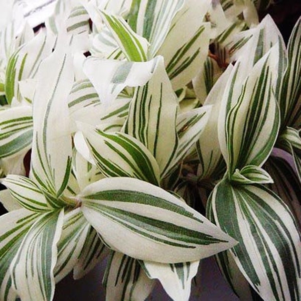 Cuttings White Stripe Tradescantia albiflora variegata House Plants Live Plant