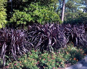 FALL PLANTING SALE - 3 Pack Princess Caroline Black Thick Pennisetum Fountain Grass Grows 6&#39; Feet Perennial Ornamental Live Plant Clumping