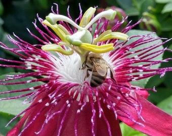 Passiflora Lady Margaret Passion Flowers Vine Starter Plant (Live Plants)