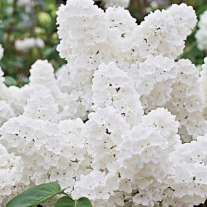 White Lilac Cuttings Fresh Plant Cut on Order.  Zones 3-8 Best.  May be dormant Winter thru Spring