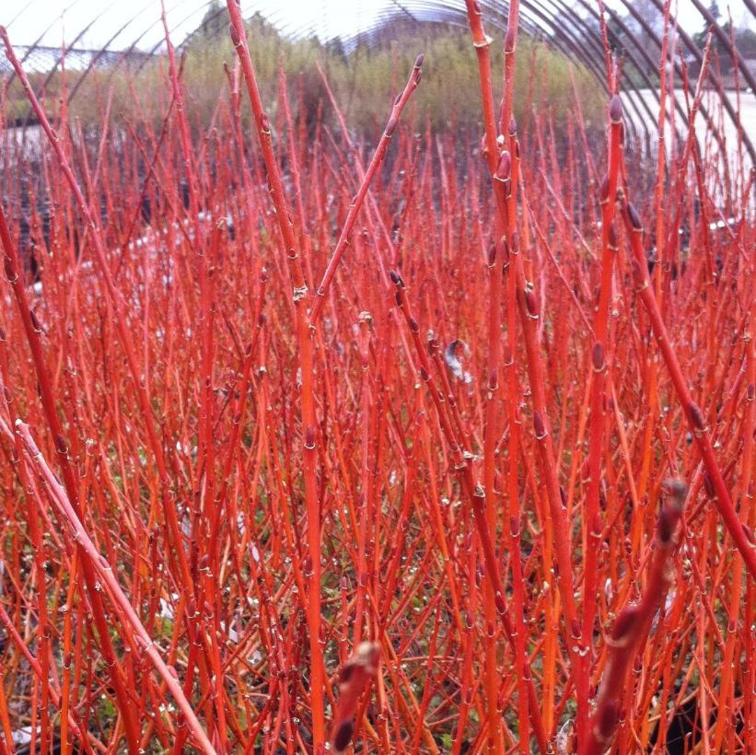 Cuttings Flame Willow Tree Salix Shrubs Fresh Flower Stems Upon Order