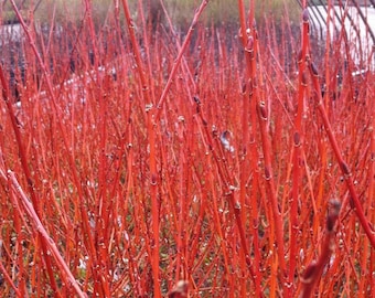 Cuttings Flame Willow Tree Salix Shrubs Fresh Flower Stems Upon Order No Roots Rare Orange Red Branches