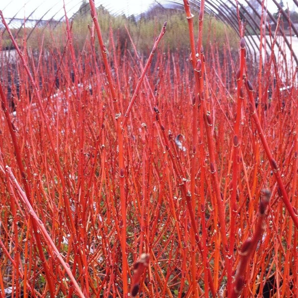 Cuttings Flame Willow Tree Salix Shrubs Fresh Flower Stems Upon Order No Roots Rare Orange Red Branches