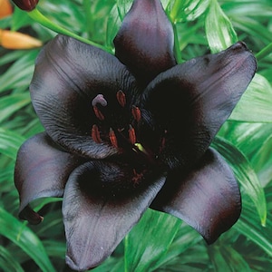 Black Charm' Lily Asiatic The Darkest Flowers lilies Perennial Flower Live Plants RARE zone 3-9