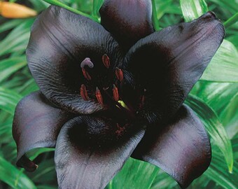 Black Charm' Lily Asiatic The Darkest Flowers lilies Perennial Flower Live Plants RARE zone 3-9