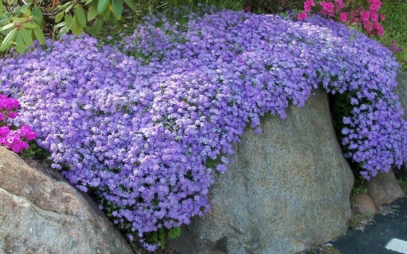 'Emerald Blue' Phlox Perennial - Very Hardy Ground Cover - Spring Blooms