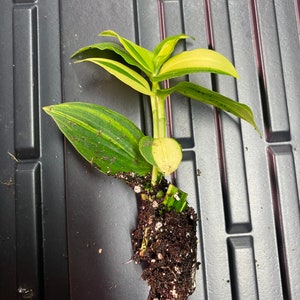 3 Cuttings Tradescantia fluminensis variegata House Plants Live Plant Wandering Jew Houseplants Rare image 5
