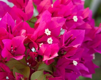 Pink Bougainvillea Barbara Karst Flowers Vine Starter Plant (Live Plants)