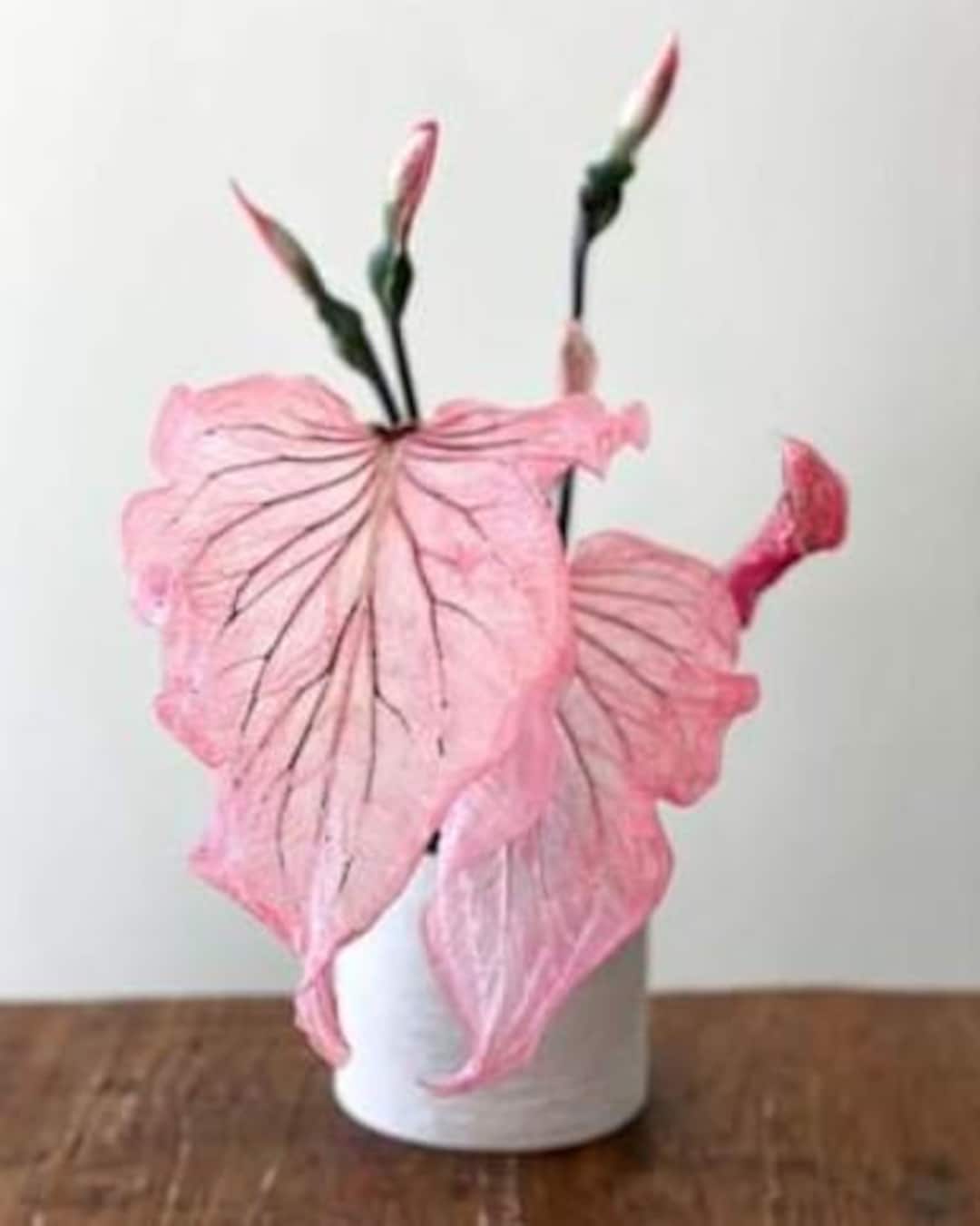 Pink Princess Symphony Caladium Flower Bulb PPP Plants - Etsy