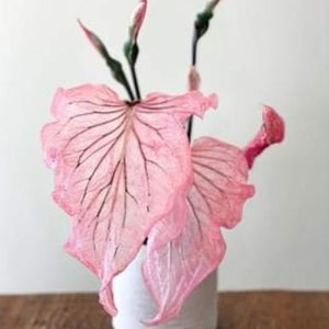 Pink Princess Symphony Plant Caladium Flower Bulb PPP Plants - Stunning Easy To Grow Perennial Flower - Pink Beauty Pre-Order March