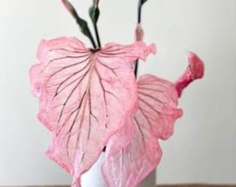 Pink Princess Symphony Plant Caladium Flower Bulb PPP Plants - Stunning Easy To Grow Perennial Flower - Pink Beauty Pre-Order March