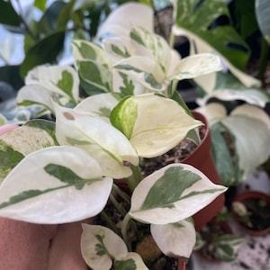 May include: A close-up of a white and green variegated plant with large, heart-shaped leaves. The plant is potted in a brown pot and is being held by a hand.