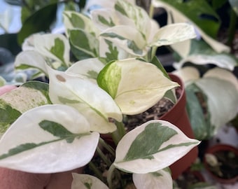 Puede incluir: Primer plano de una planta variegada blanca y verde con hojas grandes en forma de corazón. La planta está en maceta en una maceta marrón y está siendo sostenida por una mano.