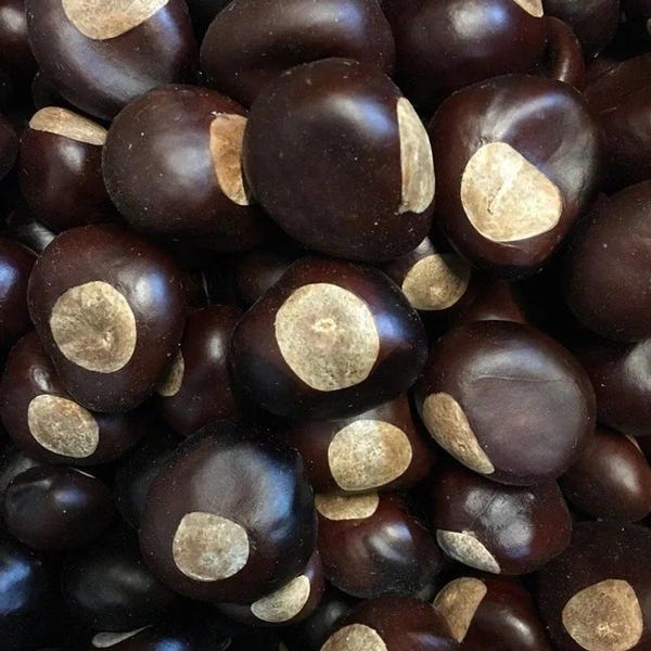 Buckeye Tree - Etsy