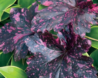 PRE-ORDER SALE - Midnight Rose Heuchera with Flowers Perennial Live Plant Summer Spring Flower Coral Bells