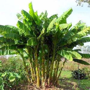 May include: A cluster of banana trees with large green leaves growing in a garden setting.