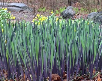 Purple Flame Iris