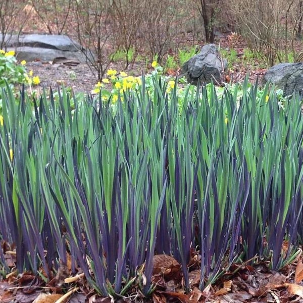 Purple Flame Iris Live Plant in Pot 2.5" x 4" inch potted Spring Beauty Perennial RARE New Plants