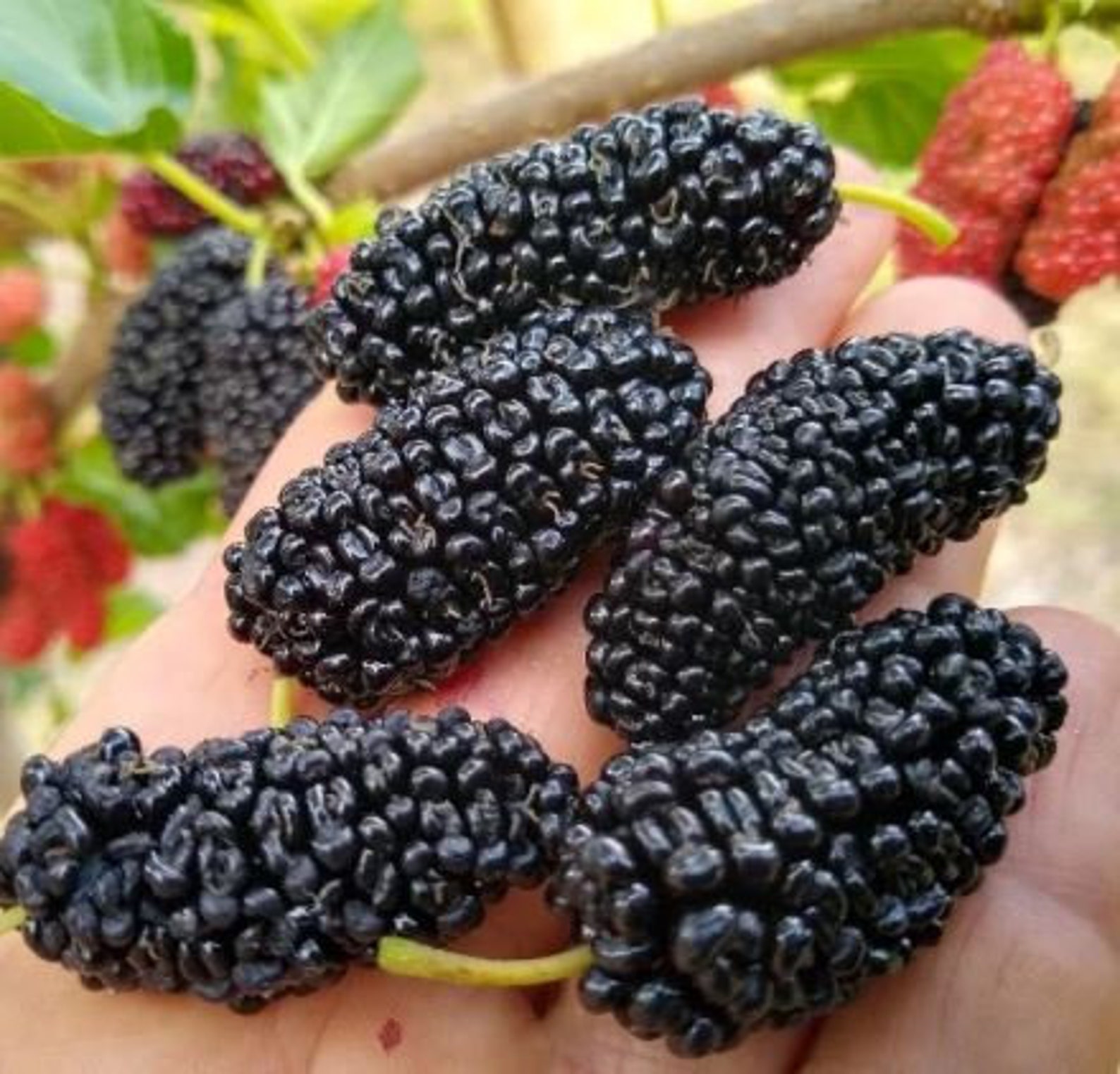 Black Mulberry Cuttings Plant Freshly Cut Upon Order Easy Fast Growing
